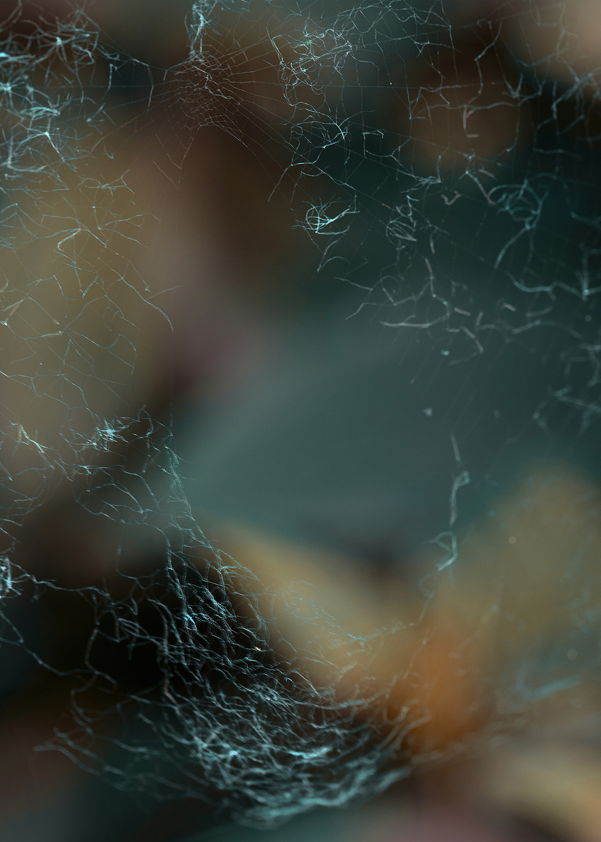 Delaney Allen's Strange Nature Series (5)