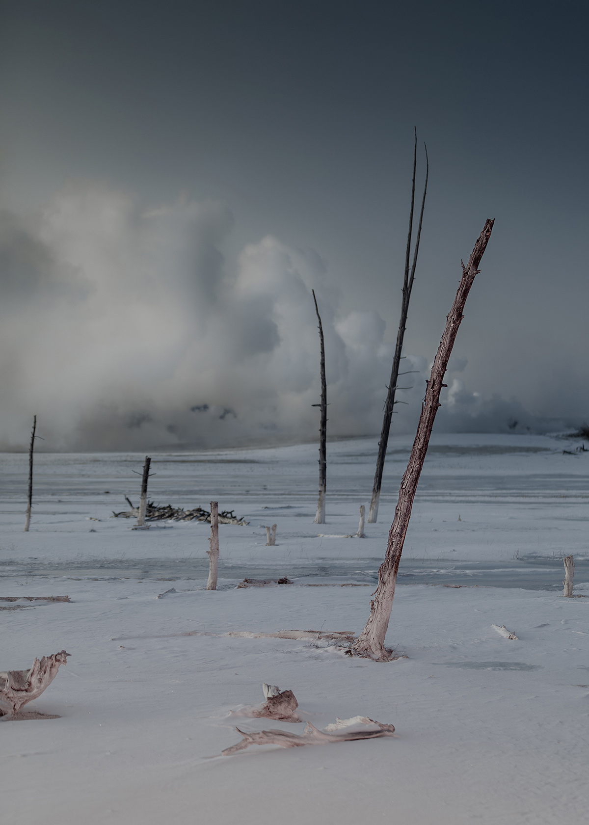 Delaney Allen's Strange Nature Series (6)