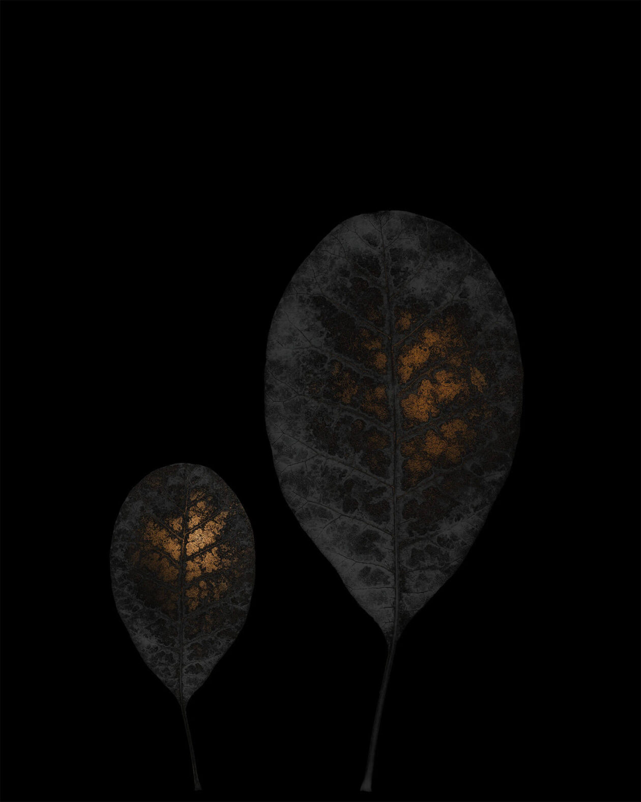 Lotte Grønkjær’s Minimalist Botanical Photography (10)