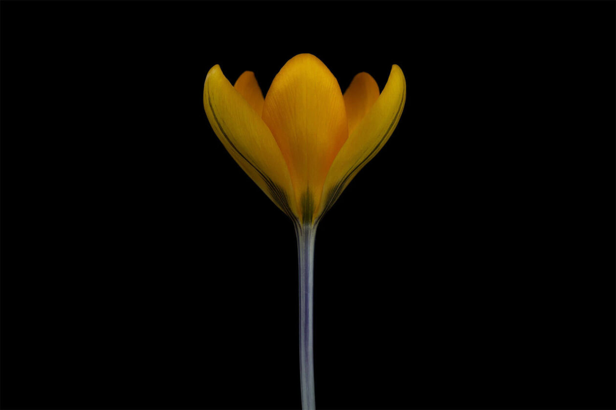 Lotte Grønkjær’s Minimalist Botanical Photography (17)