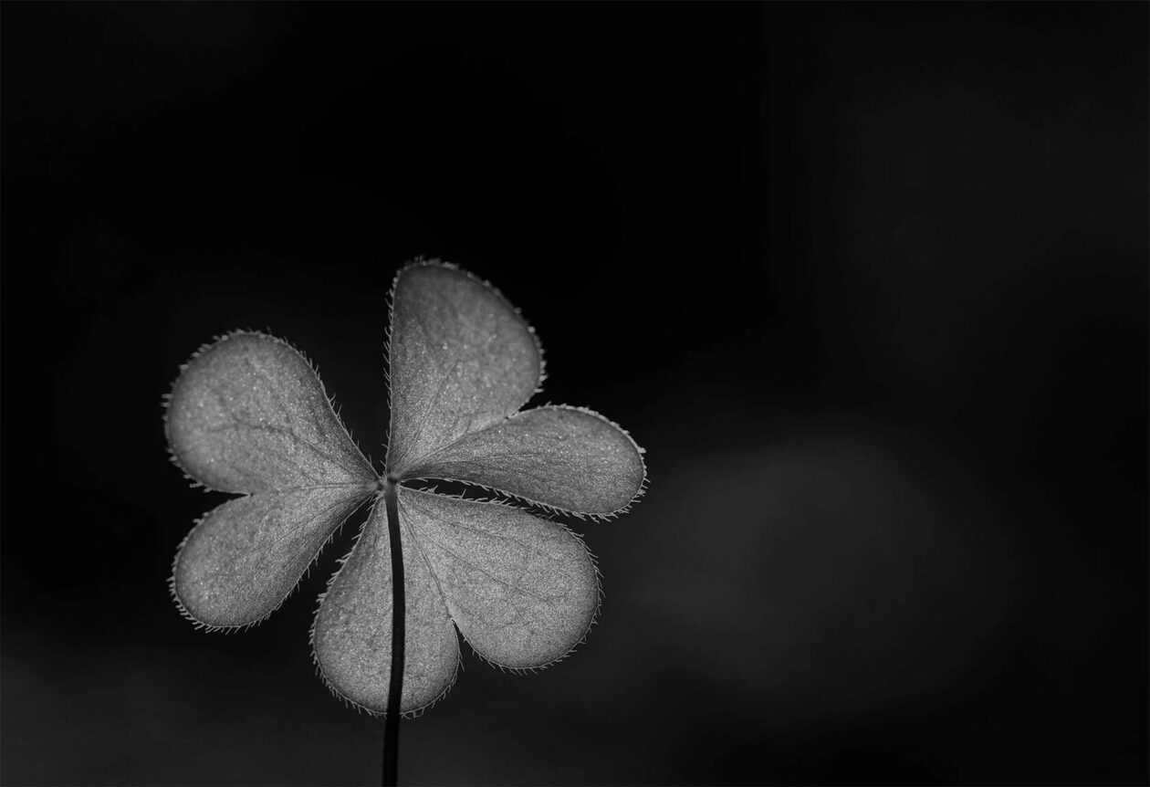 Lotte Grønkjær’s Minimalist Botanical Photography (18)