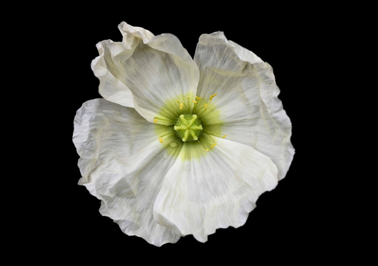 Lotte Grønkjær’s Minimalist Botanical Photography (20)