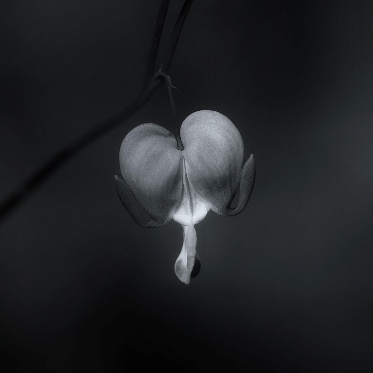 Lotte Grønkjær’s Minimalist Botanical Photography (4)