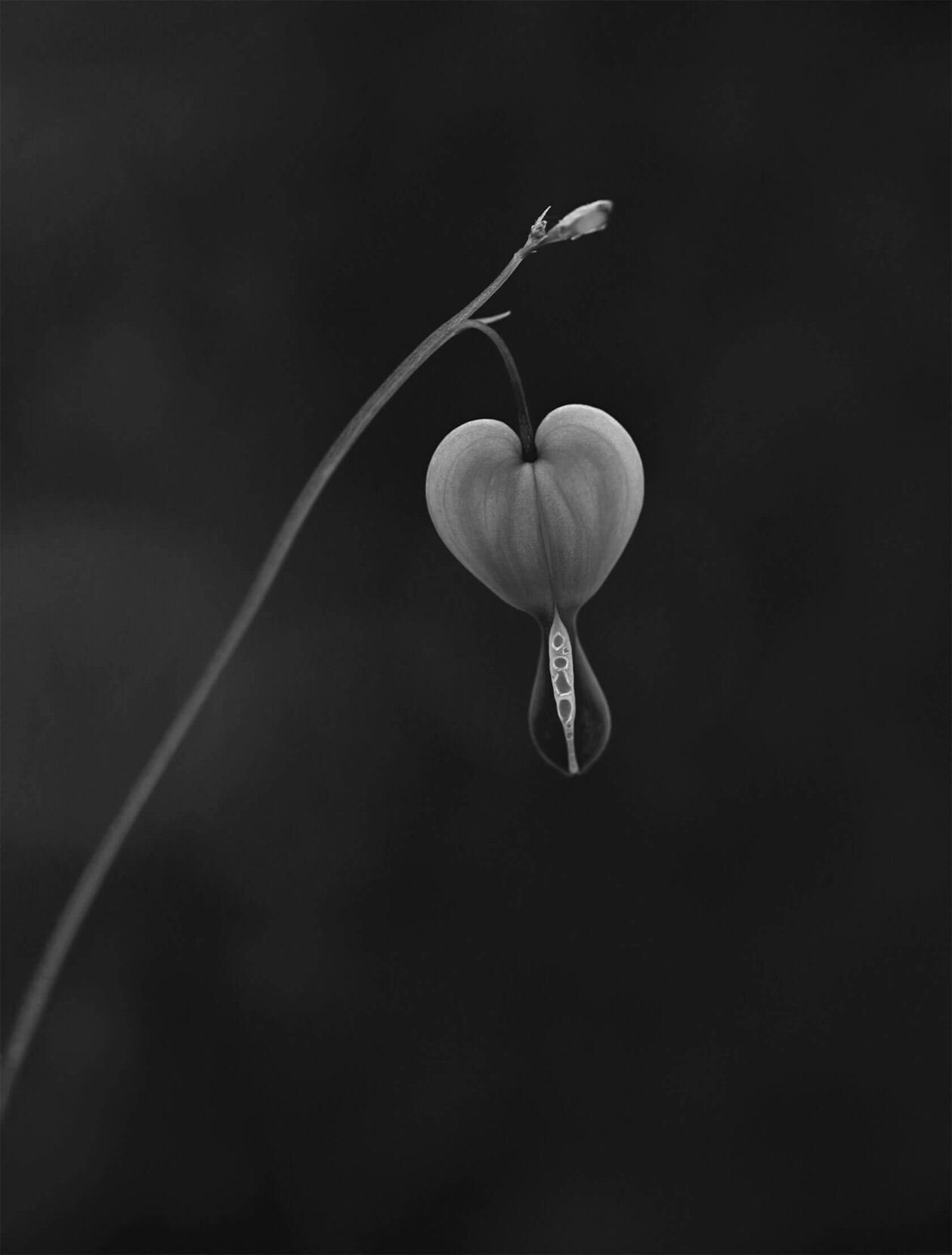 Lotte Grønkjær’s Minimalist Botanical Photography (5)