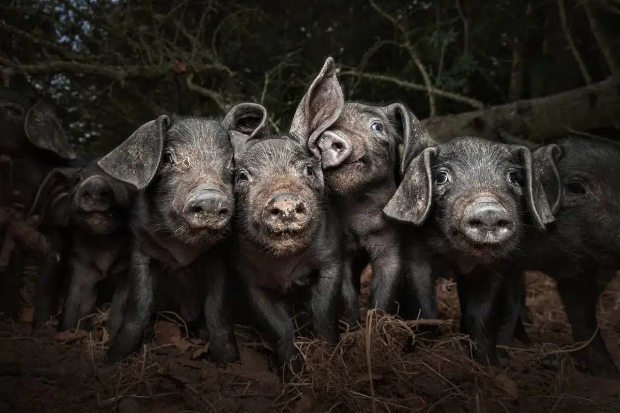 2025 World Food Photography Awards (5)