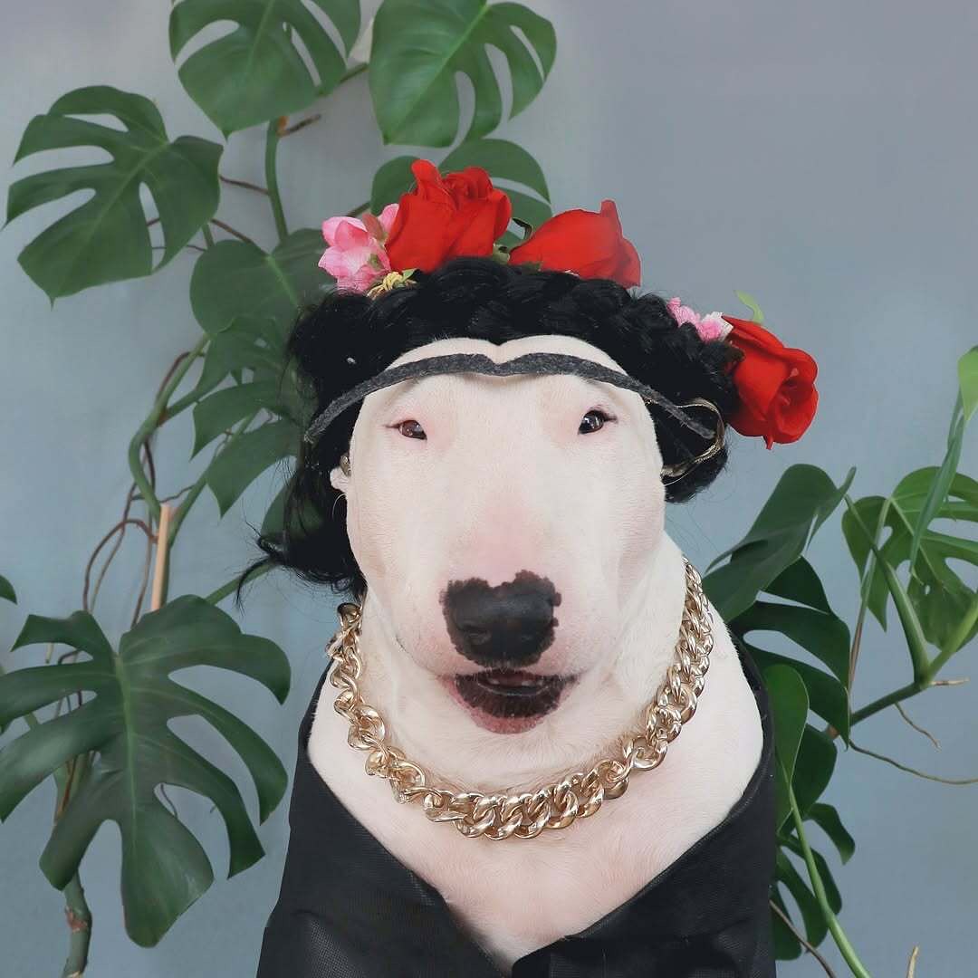 Antonio Rodrigues Jr's Bull Terrier Portraits (1)