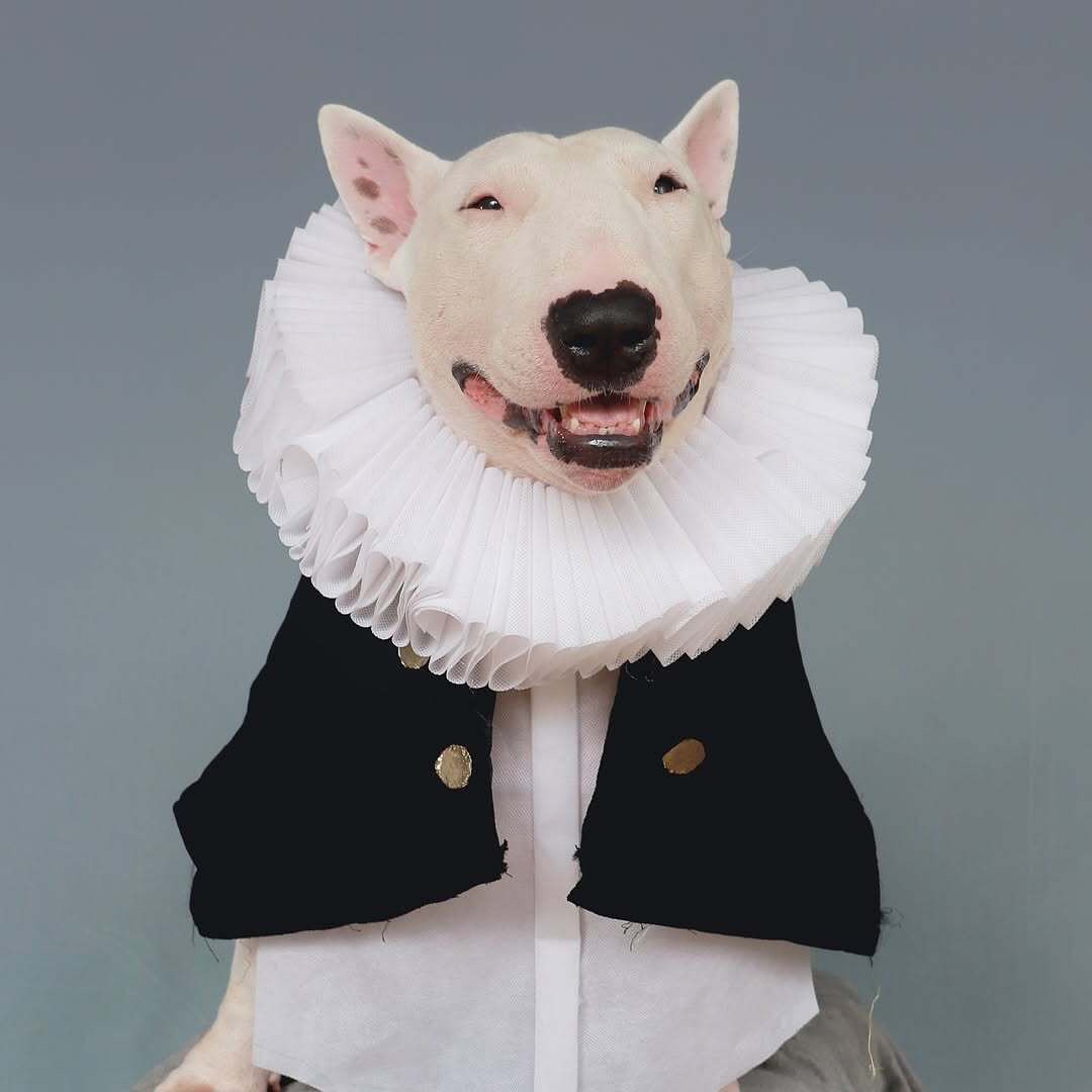 Antonio Rodrigues Jr's Bull Terrier Portraits (15)