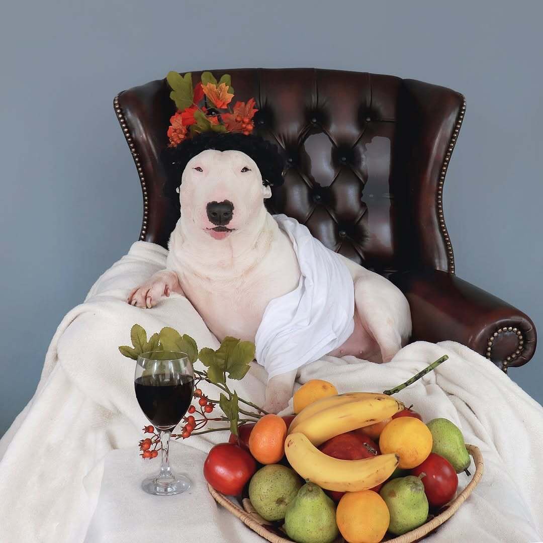 Antonio Rodrigues Jr's Bull Terrier Portraits (4)