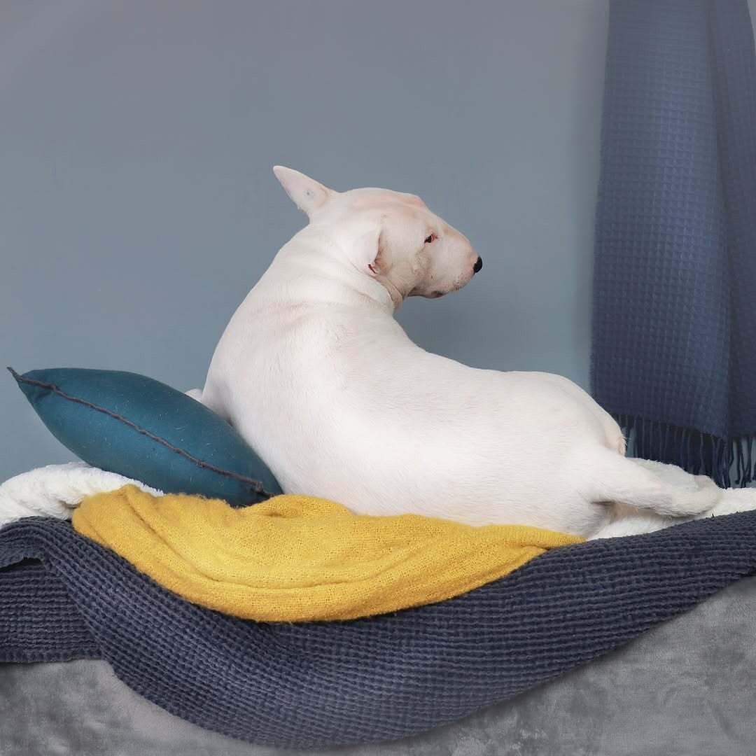 Antonio Rodrigues Jr's Bull Terrier Portraits (6)