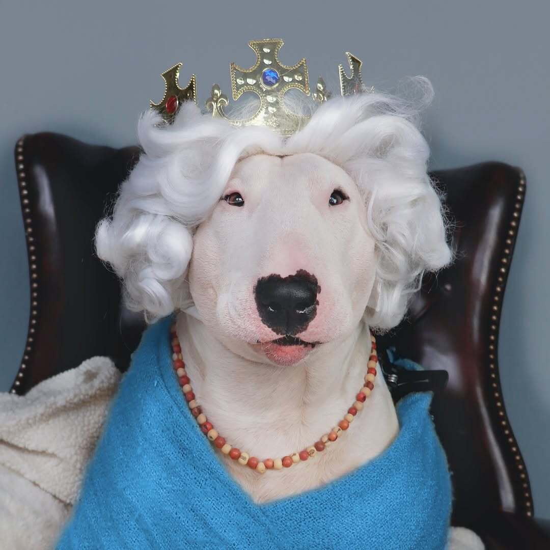 Antonio Rodrigues Jr's Bull Terrier Portraits (7)