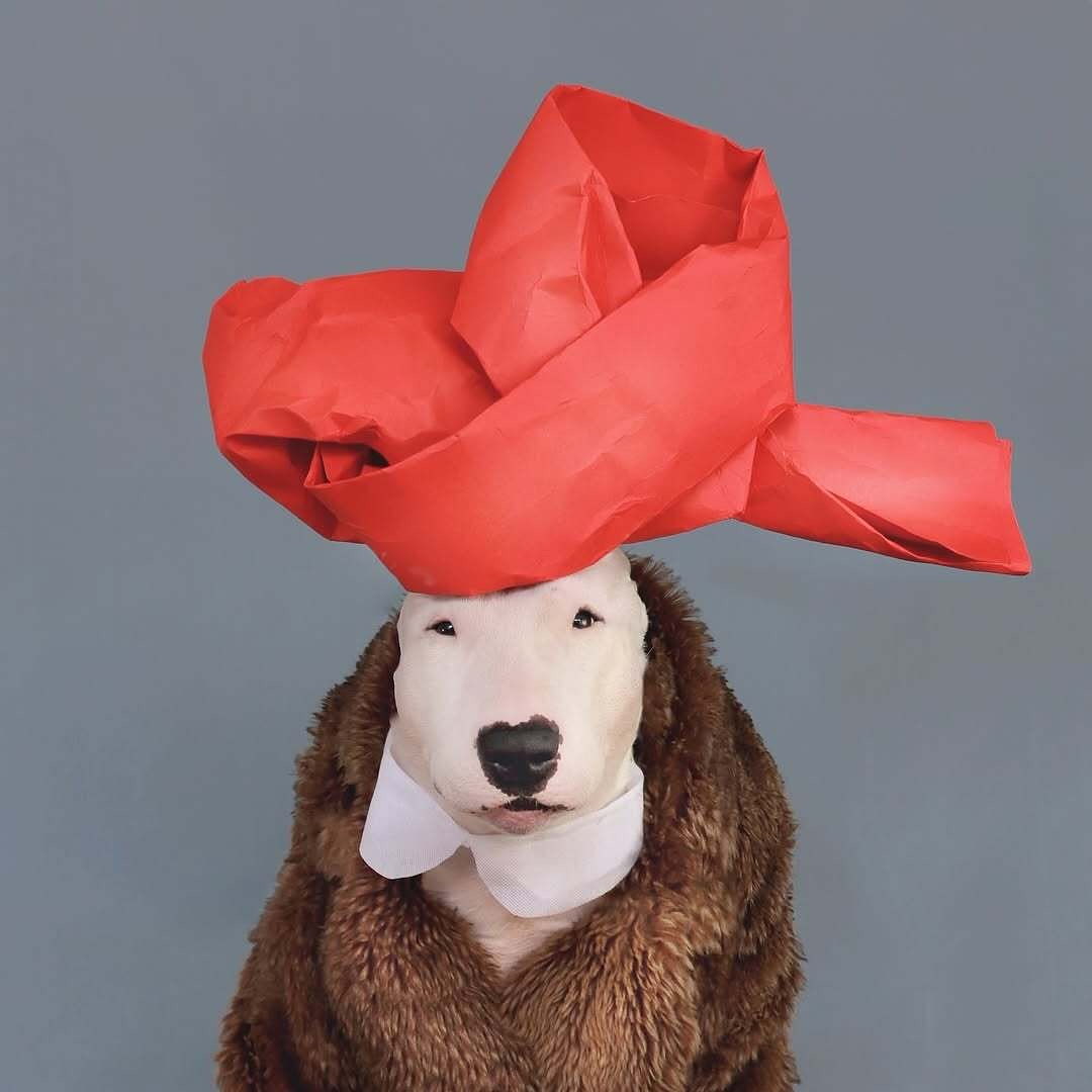 Antonio Rodrigues Jr's Bull Terrier Portraits (9)