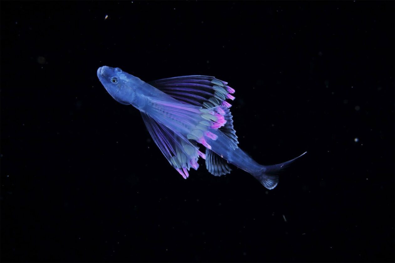 Ryo Minemizu’s Larval Plankton Photography (1)