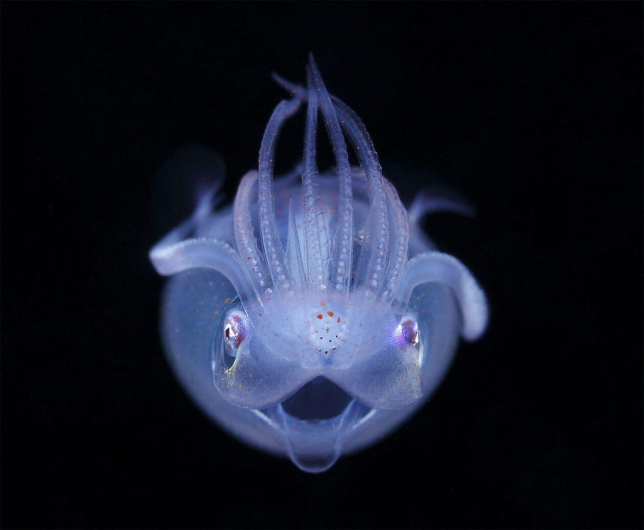 Ryo Minemizu’s Larval Plankton Photography (10)