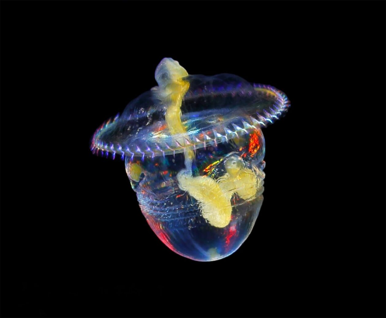 Ryo Minemizu’s Larval Plankton Photography (11)