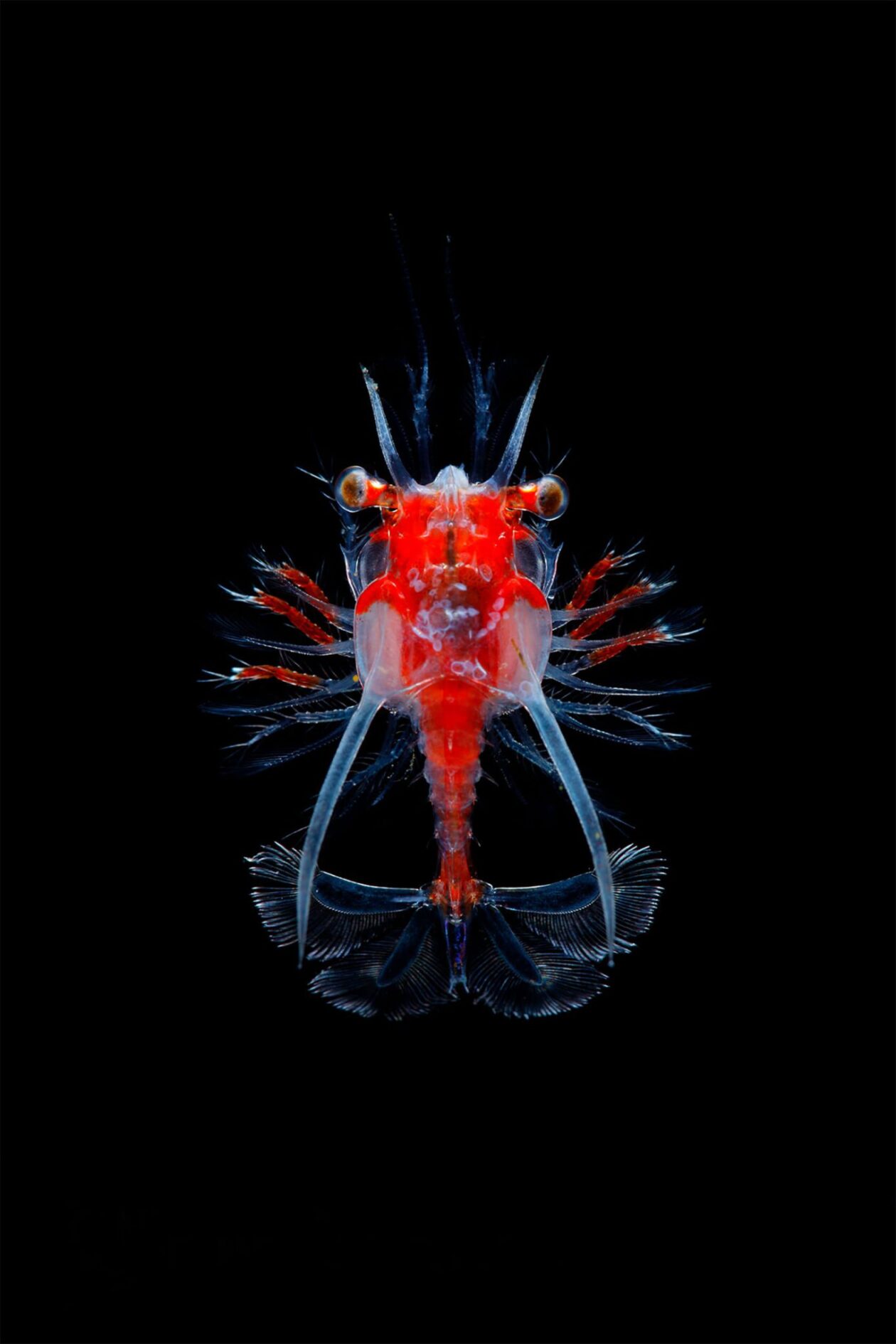 Ryo Minemizu’s Larval Plankton Photography (12)