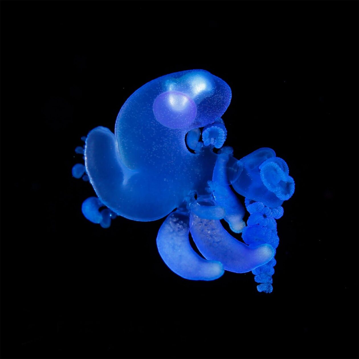 Ryo Minemizu’s Larval Plankton Photography (13)