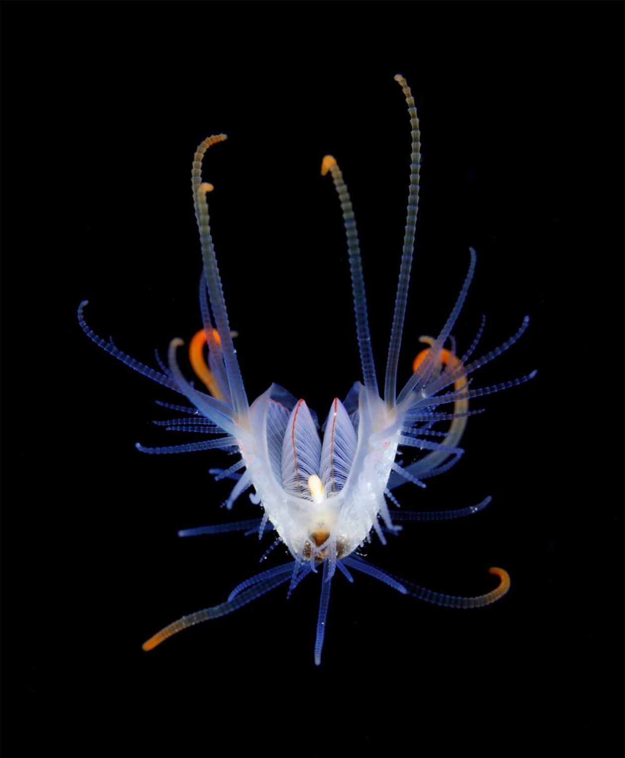 Ryo Minemizu’s Larval Plankton Photography (14)