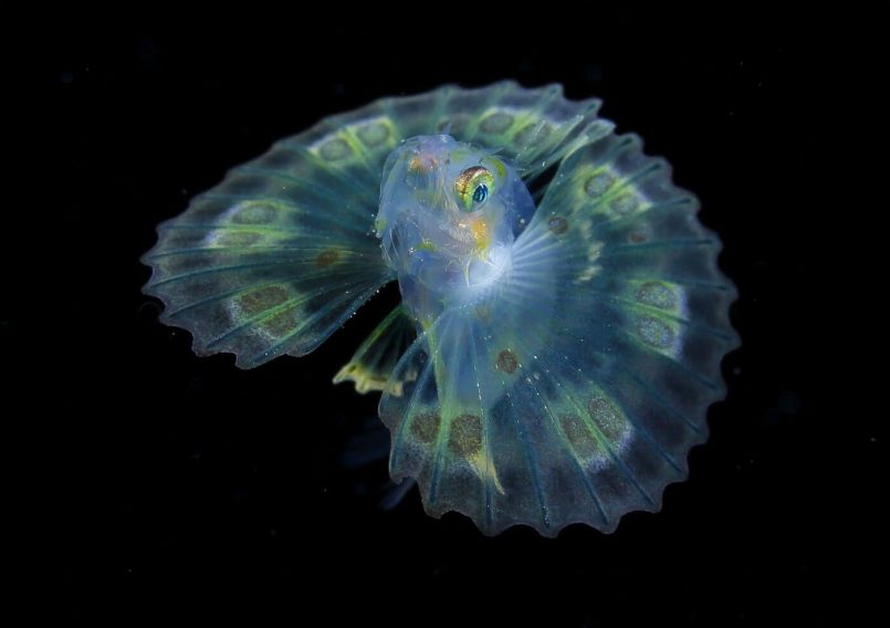 Ryo Minemizu’s Larval Plankton Photography (15)