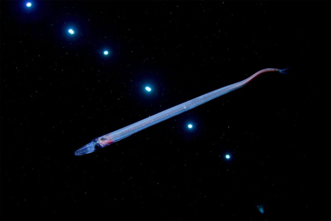 Ryo Minemizu’s Larval Plankton Photography (3)