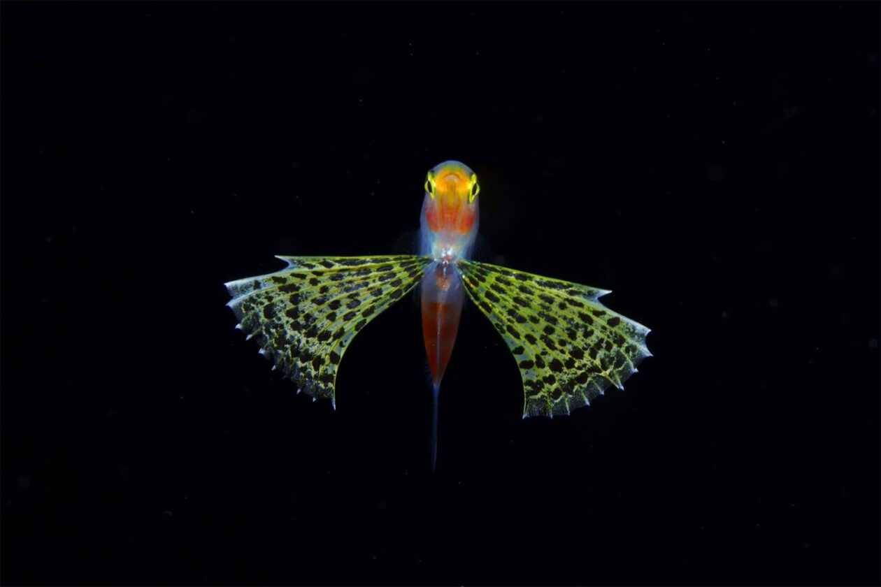 Ryo Minemizu’s Larval Plankton Photography (4)
