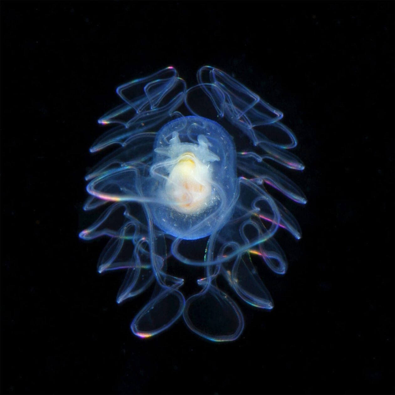 Ryo Minemizu’s Larval Plankton Photography (5)