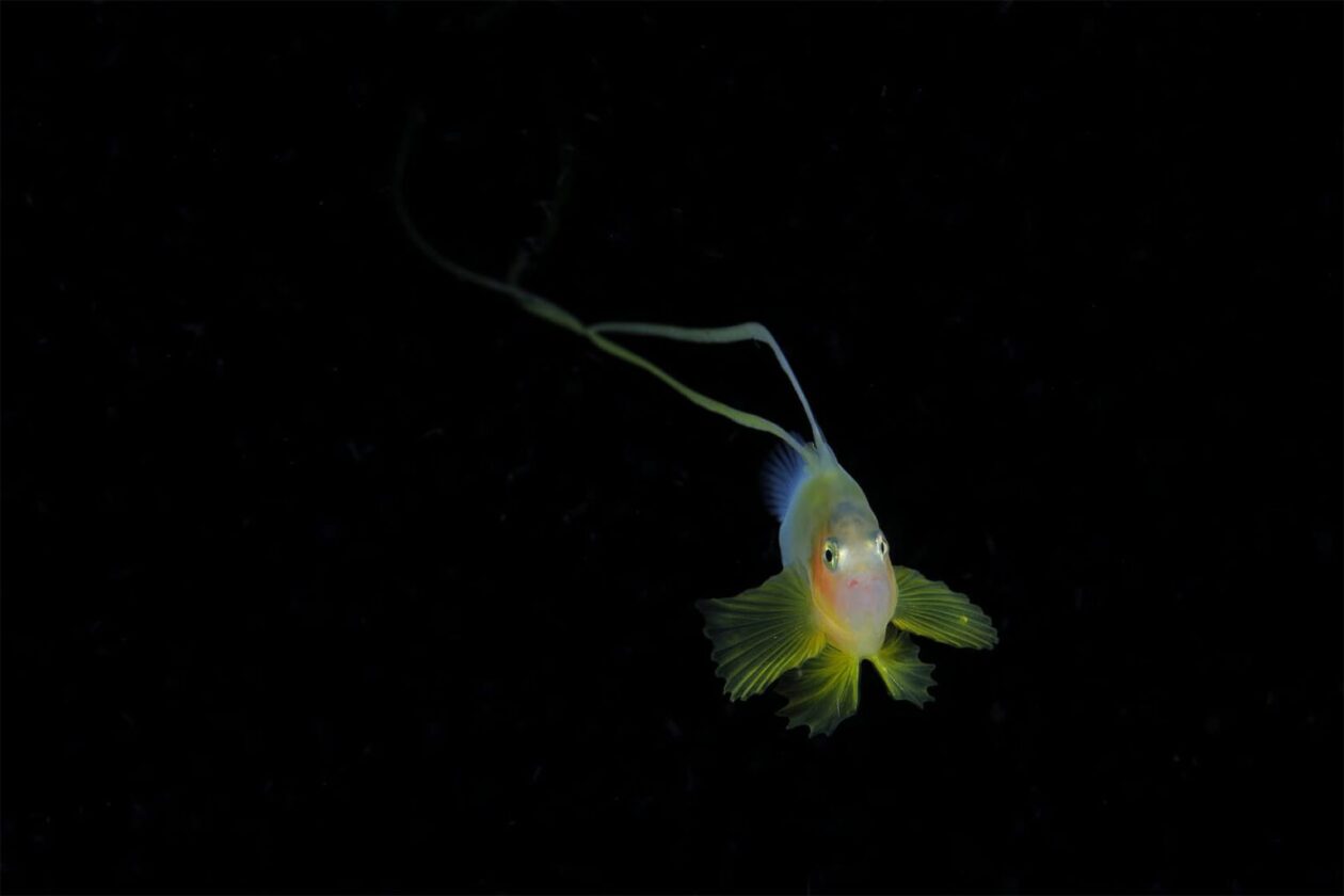 Ryo Minemizu’s Larval Plankton Photography (6)