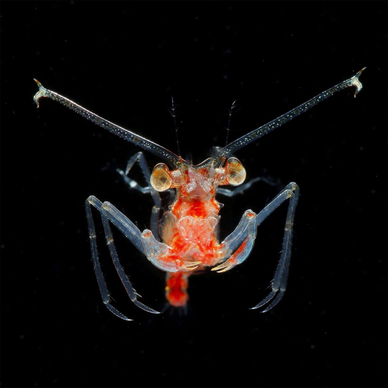 Ryo Minemizu’s Larval Plankton Photography (7)