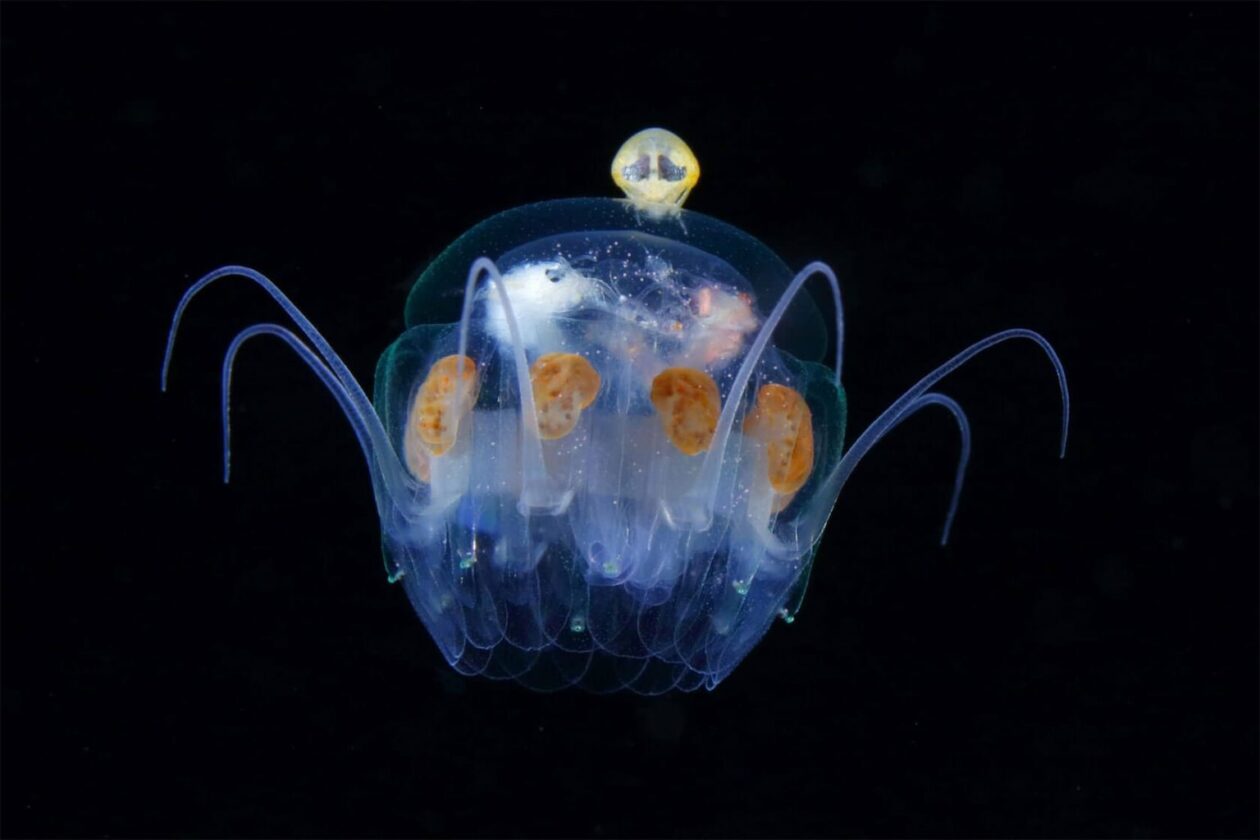 Ryo Minemizu’s Larval Plankton Photography (9)
