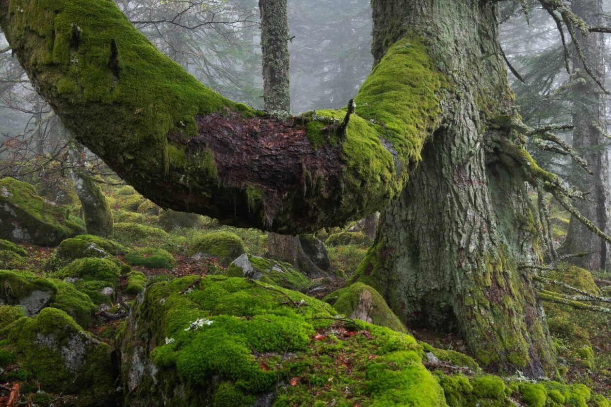 Frédéric Demeuse’s Forgotten Places Series (1)