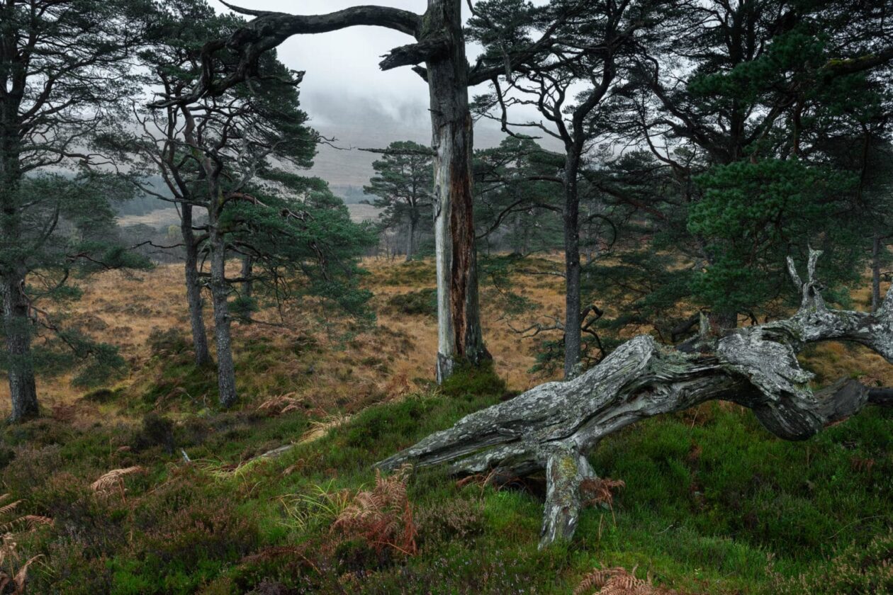 Frédéric Demeuse’s Forgotten Places Series (7)