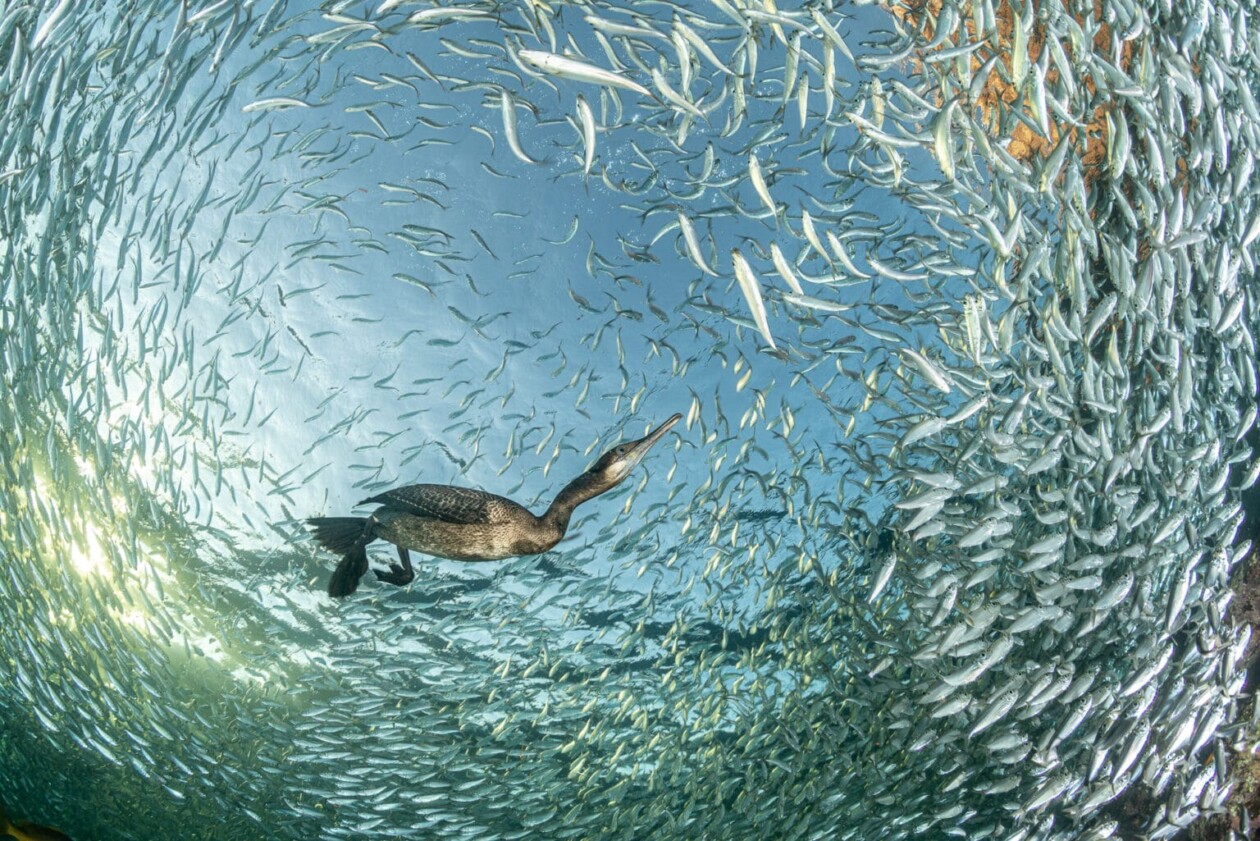 2025 Bird Photographer Of The Year (6)