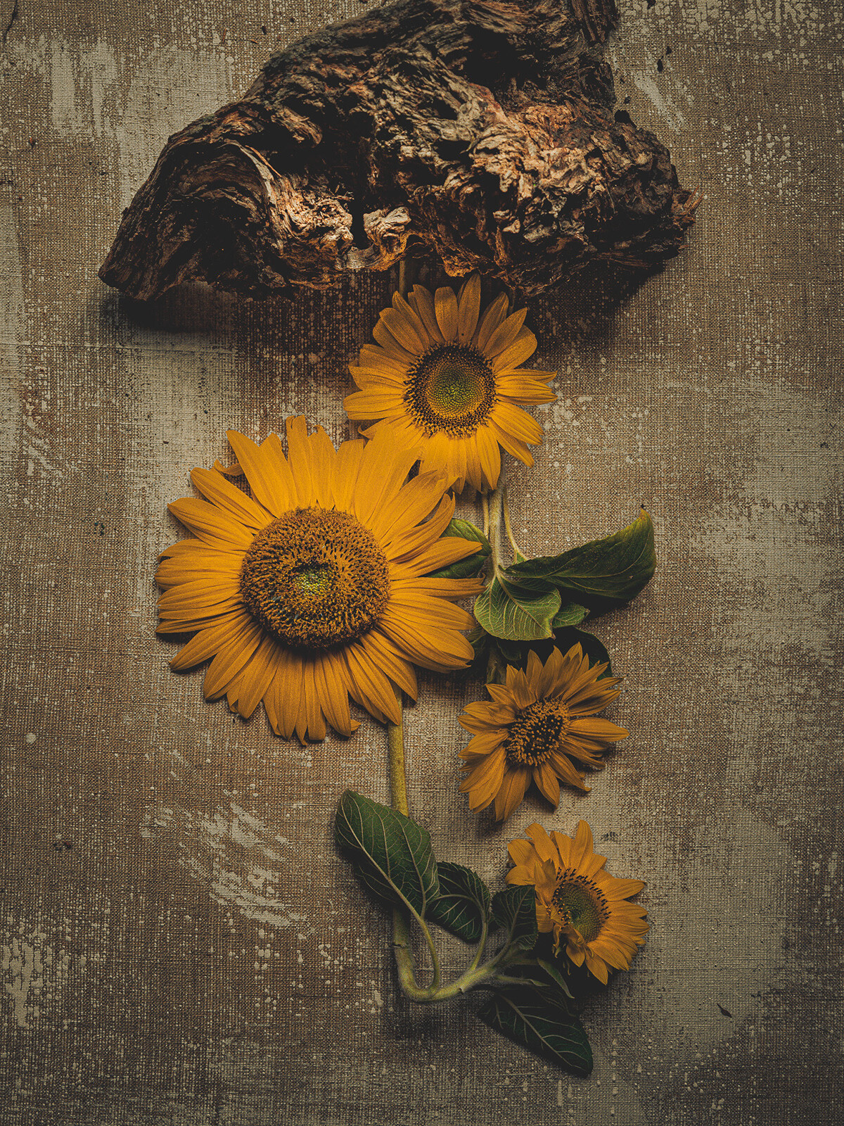 Katarzyna Mrożewska’s Sunflower Still Life Series (12)