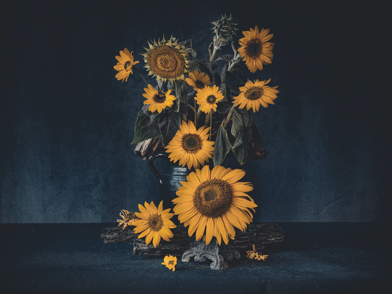 Katarzyna Mrożewska’s Sunflower Still Life Series (13)