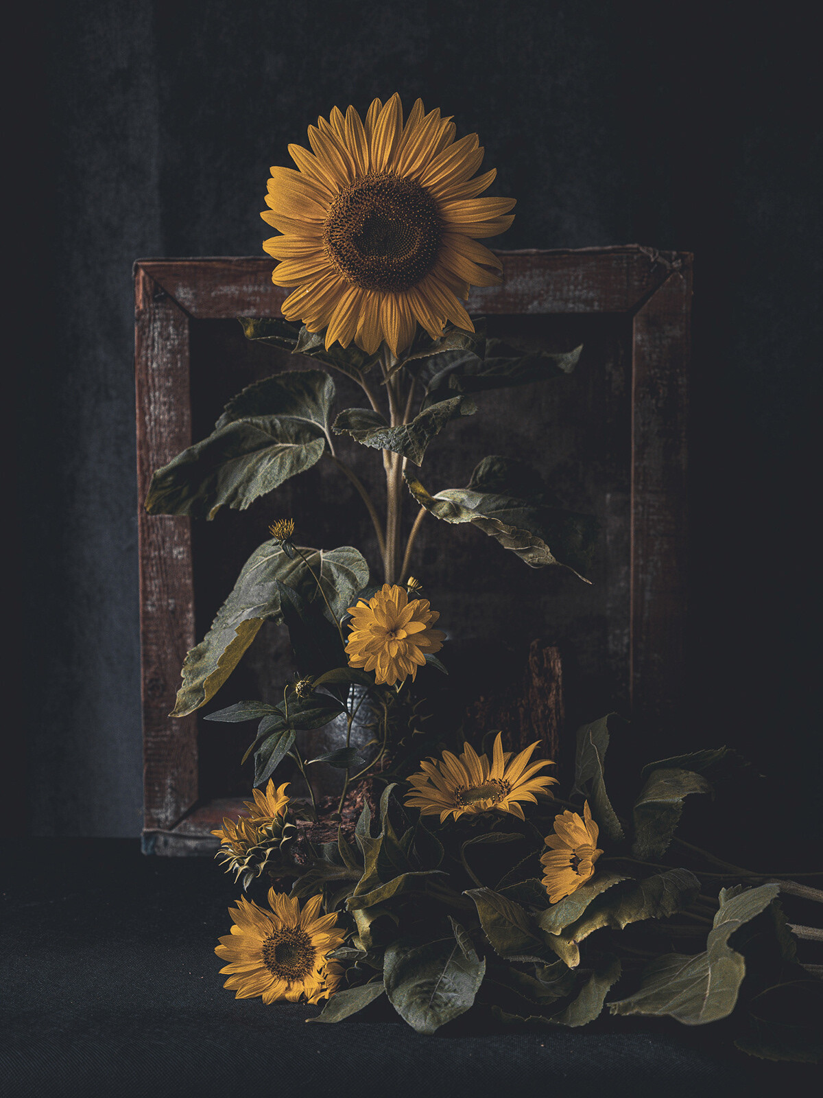 Katarzyna Mrożewska’s Sunflower Still Life Series (3)