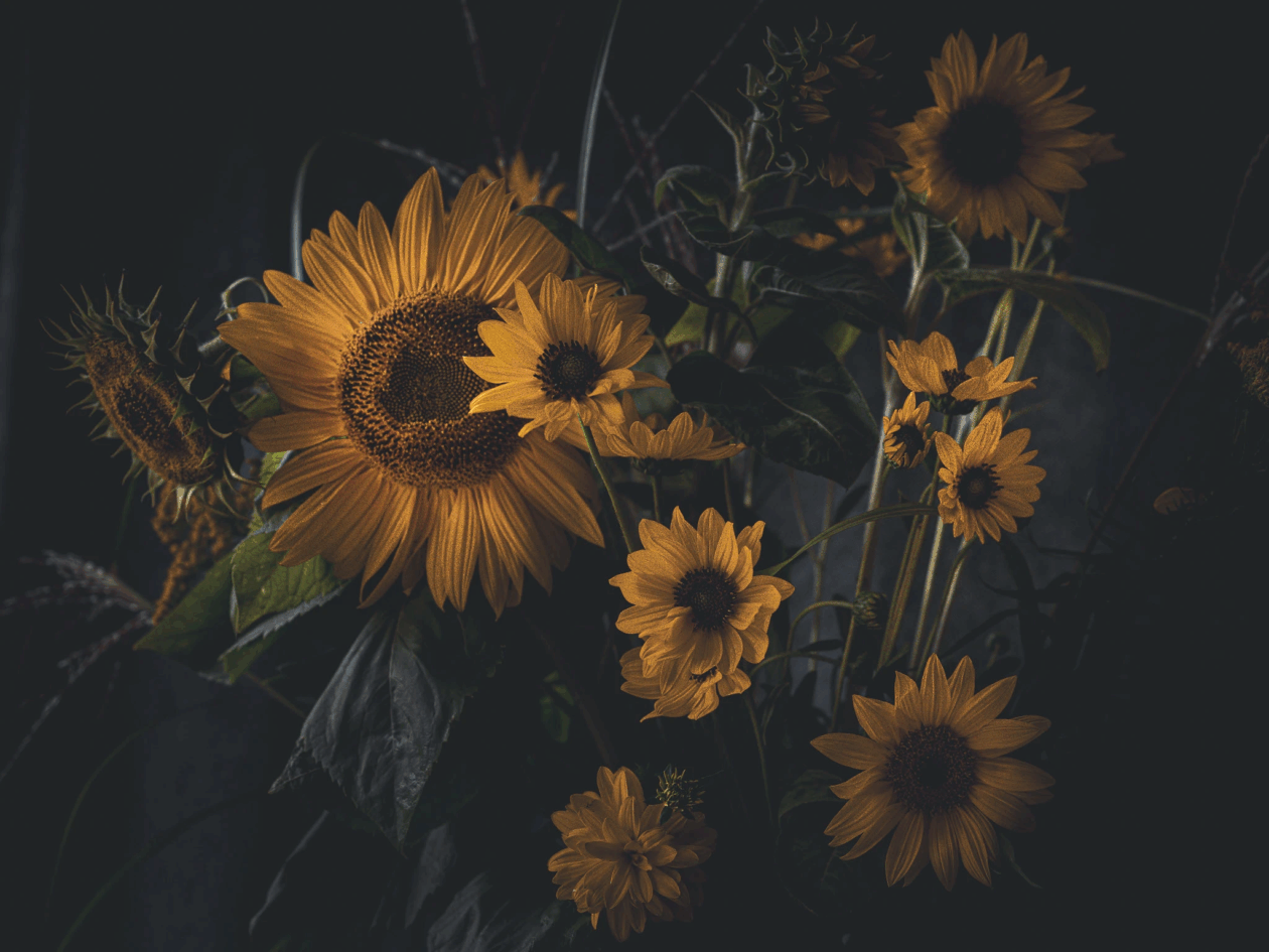 Katarzyna Mrożewska’s Sunflower Still Life Series (7)