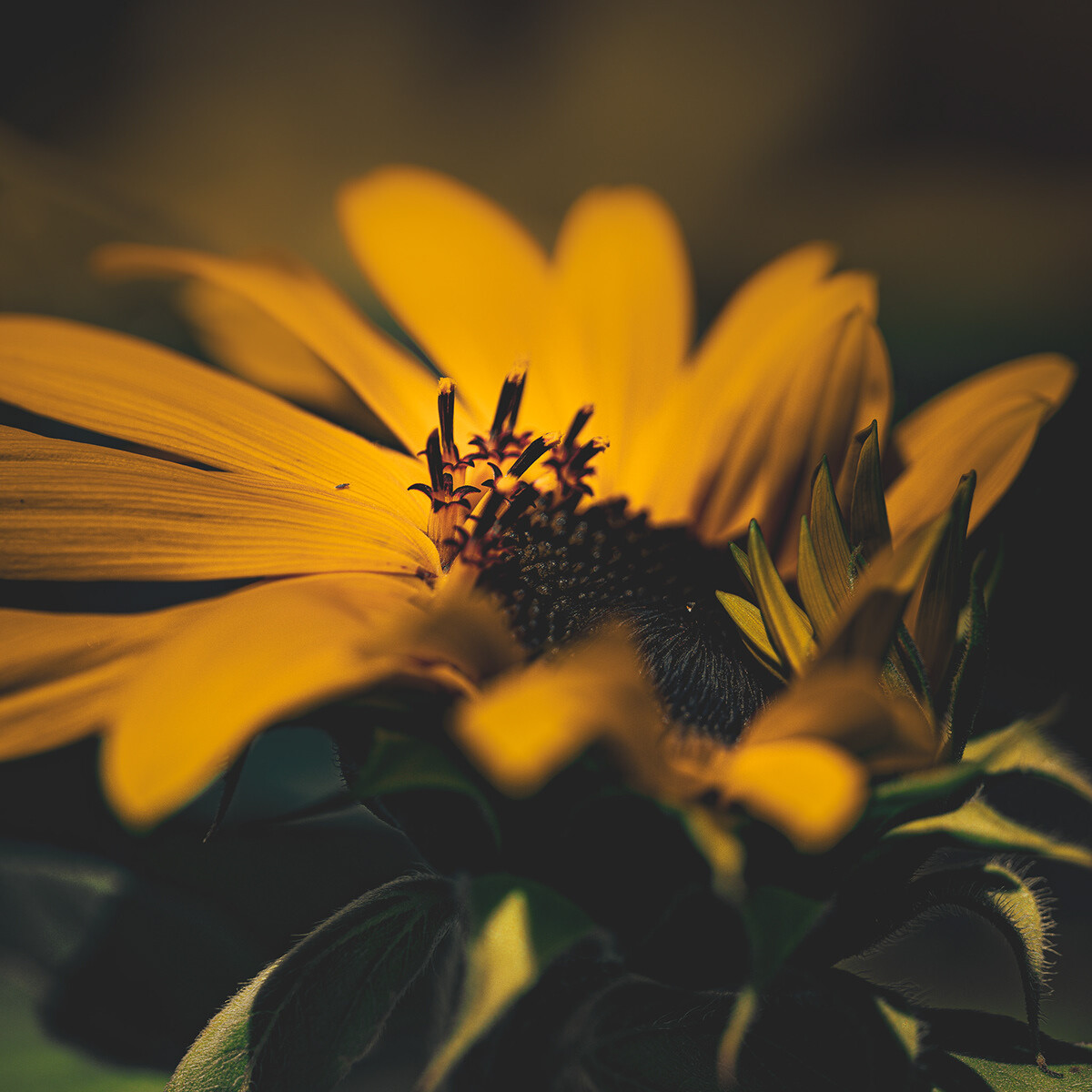 Katarzyna Mrożewska’s Sunflower Still Life Series (8)