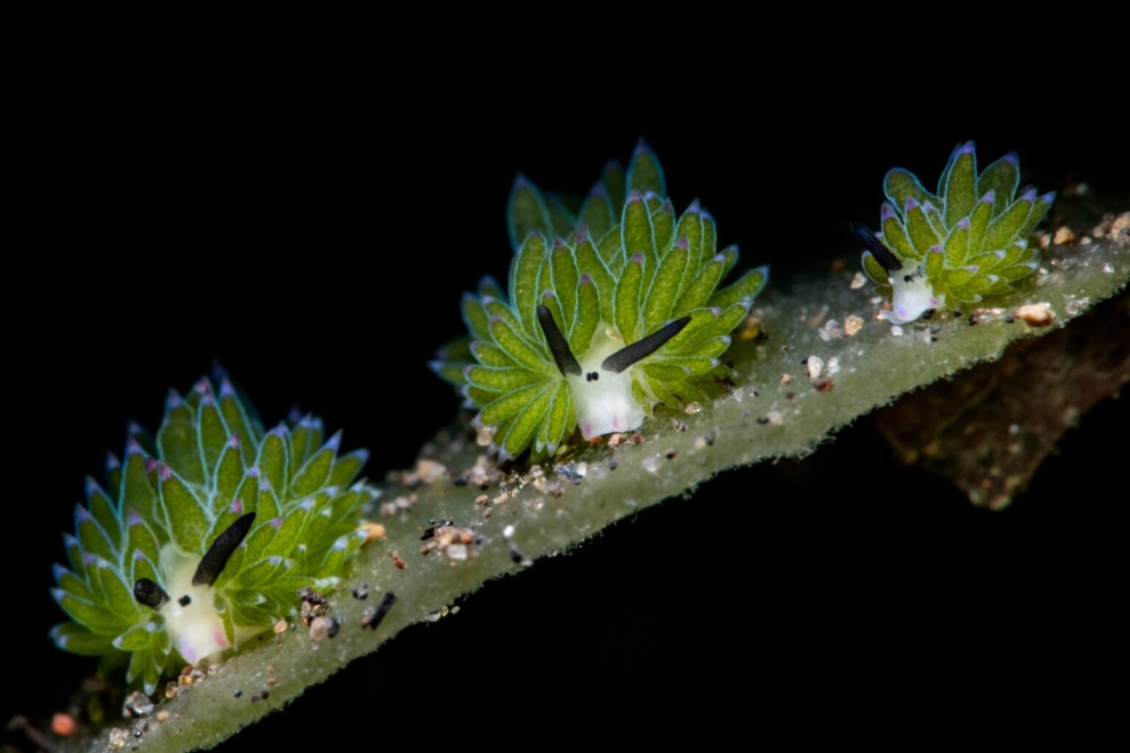 2025 Ocean Art Photography Contest (4)