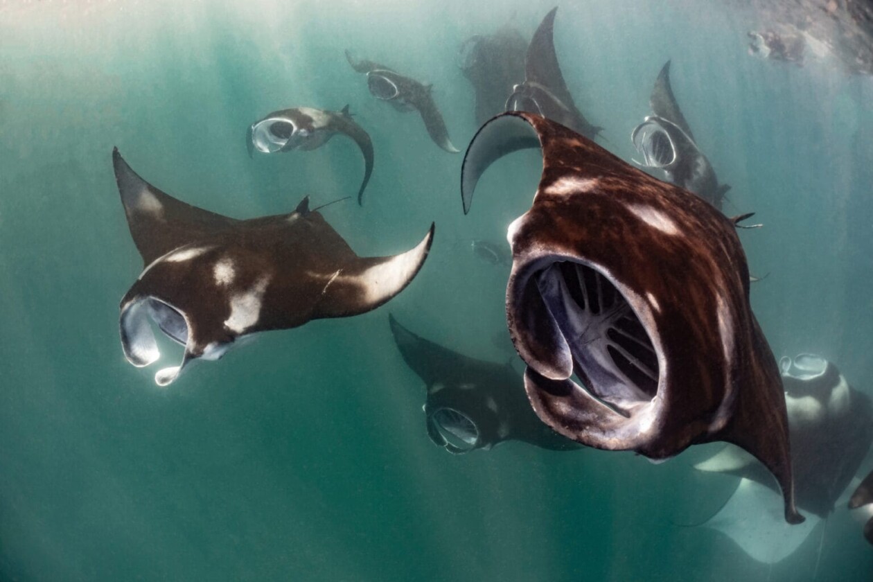 2025 Ocean Art Photography Contest (7)