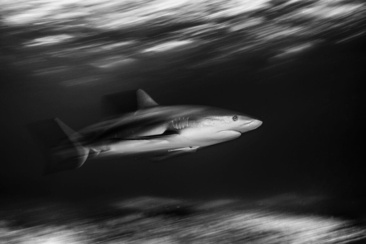 2025 Ocean Art Photography Contest (8)