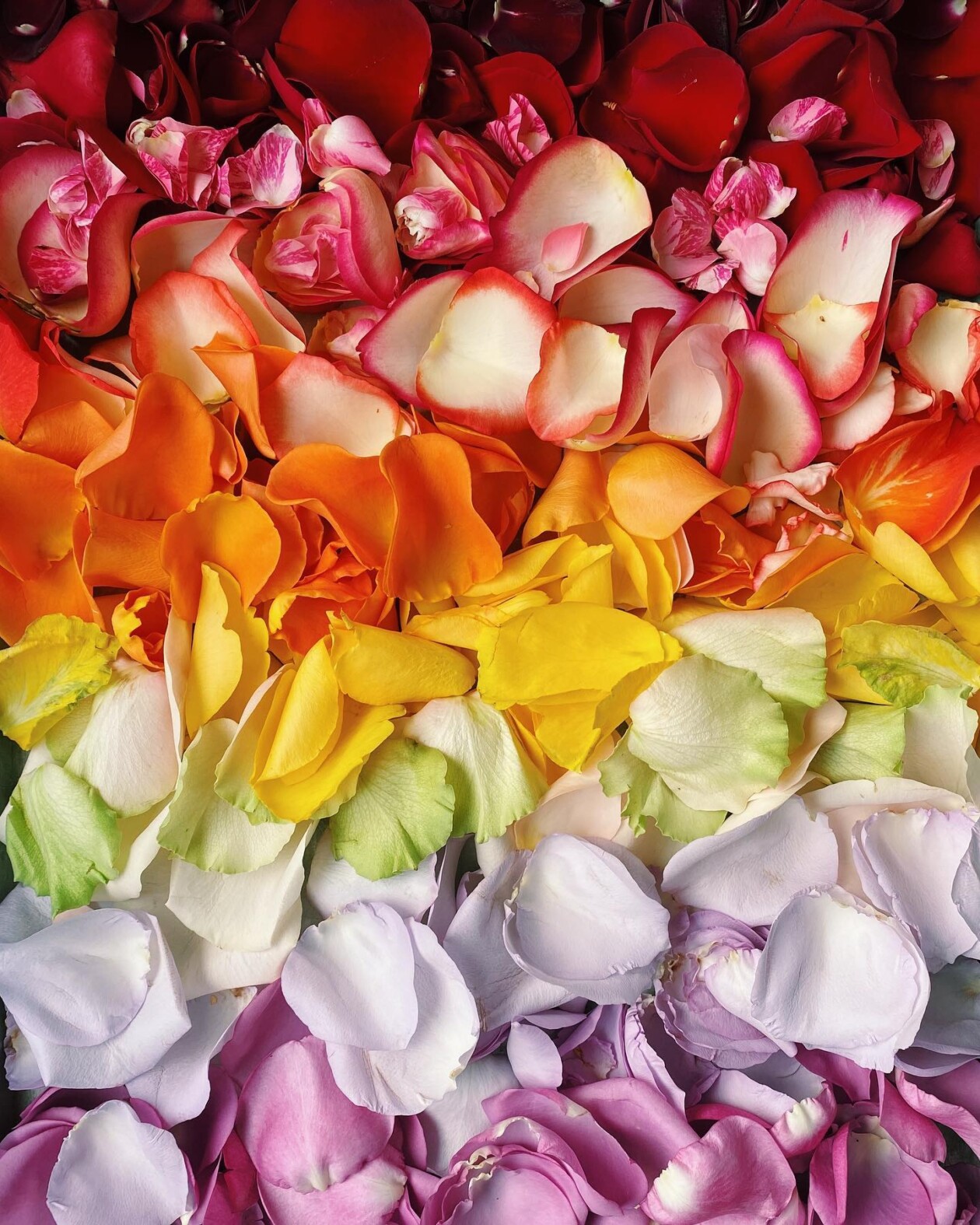 Brittany Wright's Gradient Food Photography (3)