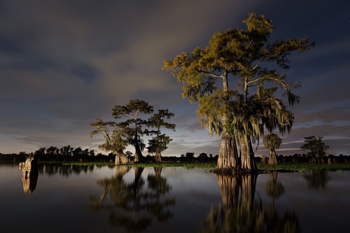 Frank Relle's Until The Water Series On Louisiana Swamps (1)