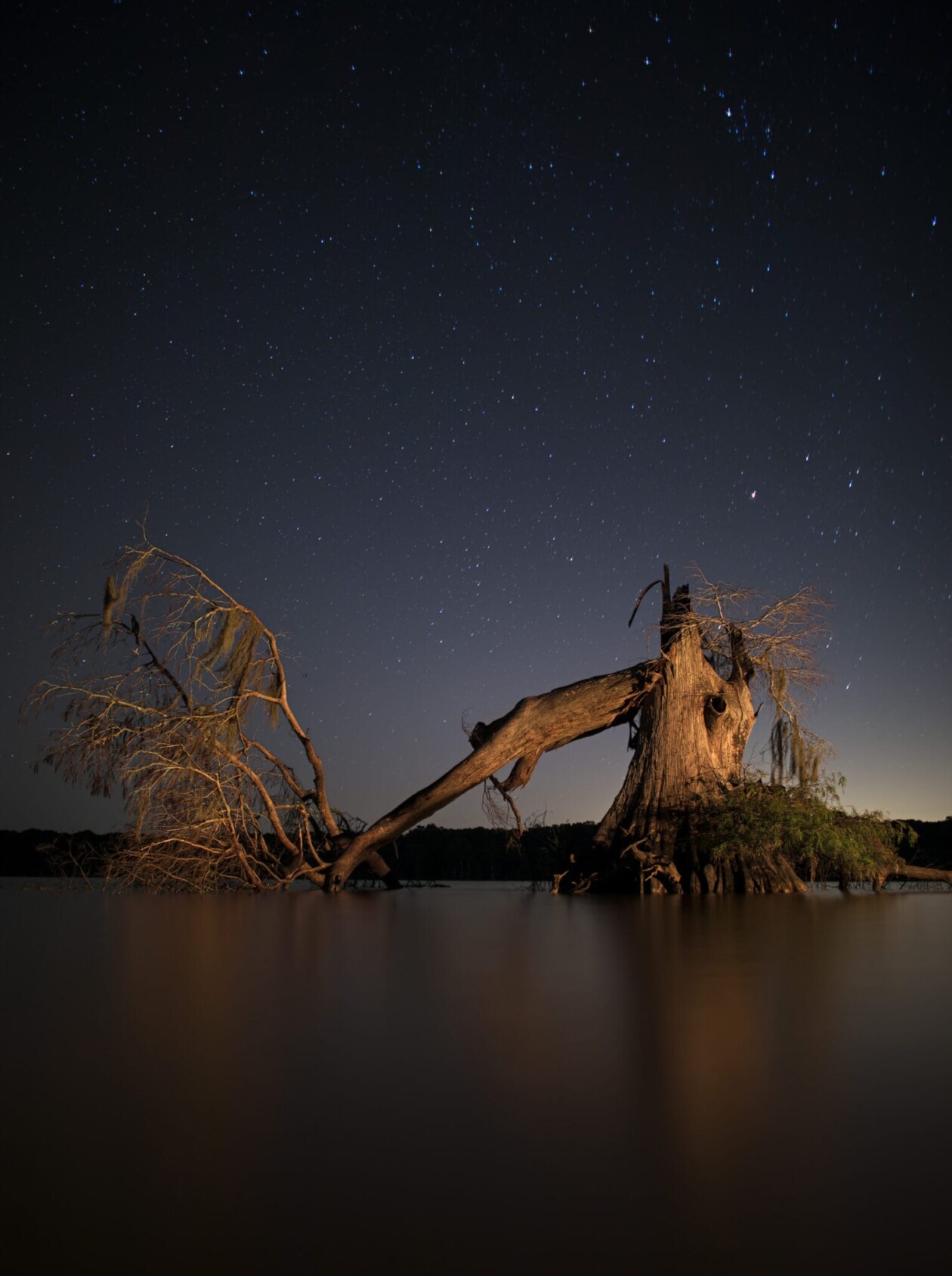 Frank Relle's Until The Water Series On Louisiana Swamps (2)