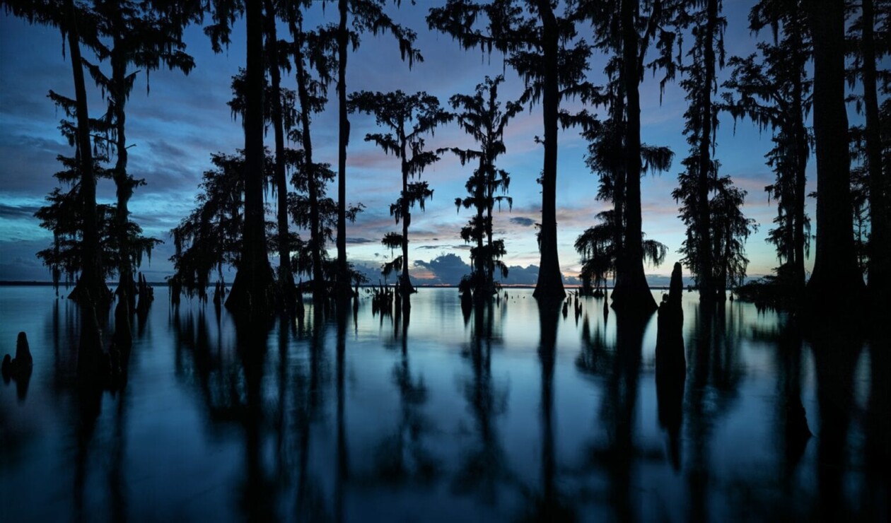 Frank Relle's Until The Water Series On Louisiana Swamps (4)