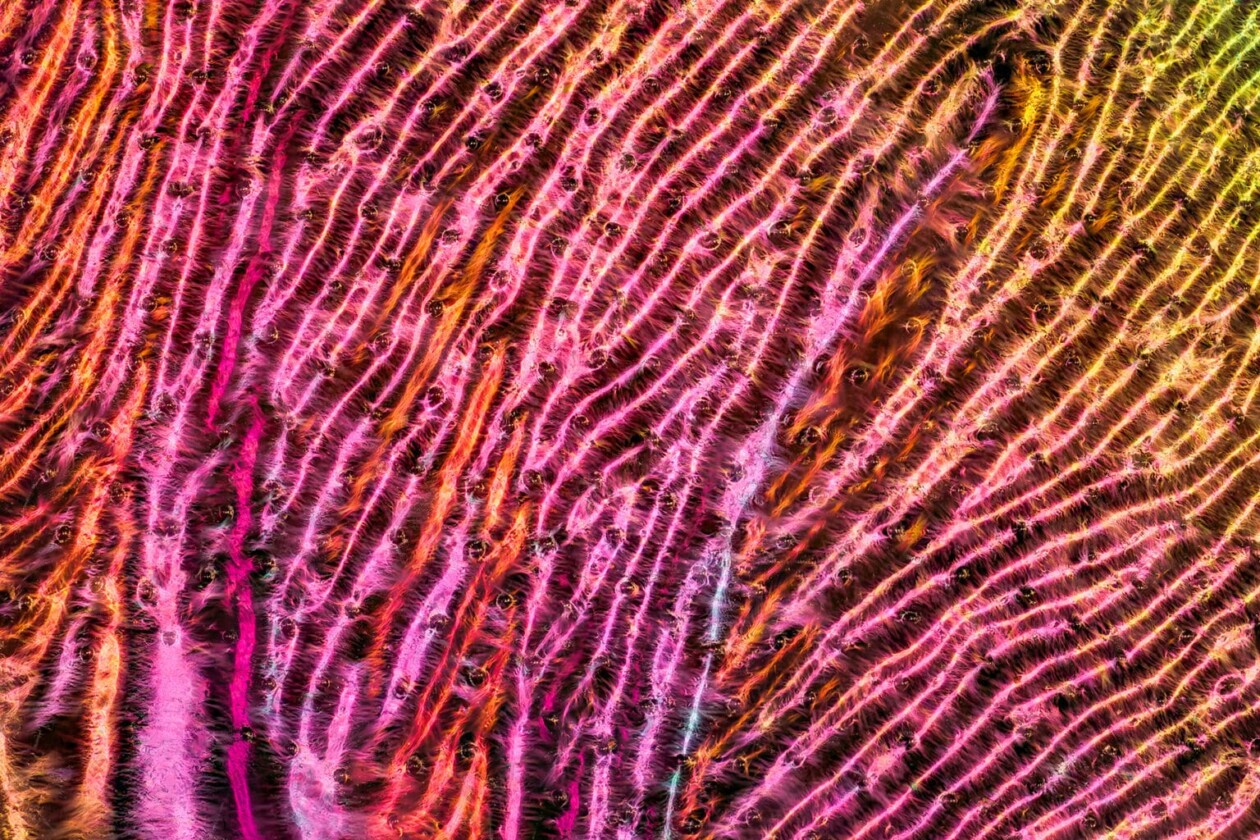 Macro Photos Of Insect Wings By Chris Perani (1)