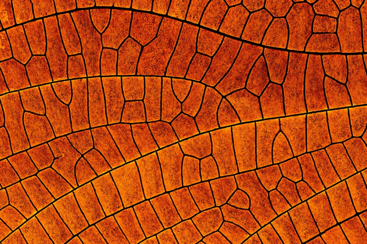 Macro Photos Of Insect Wings By Chris Perani (2)