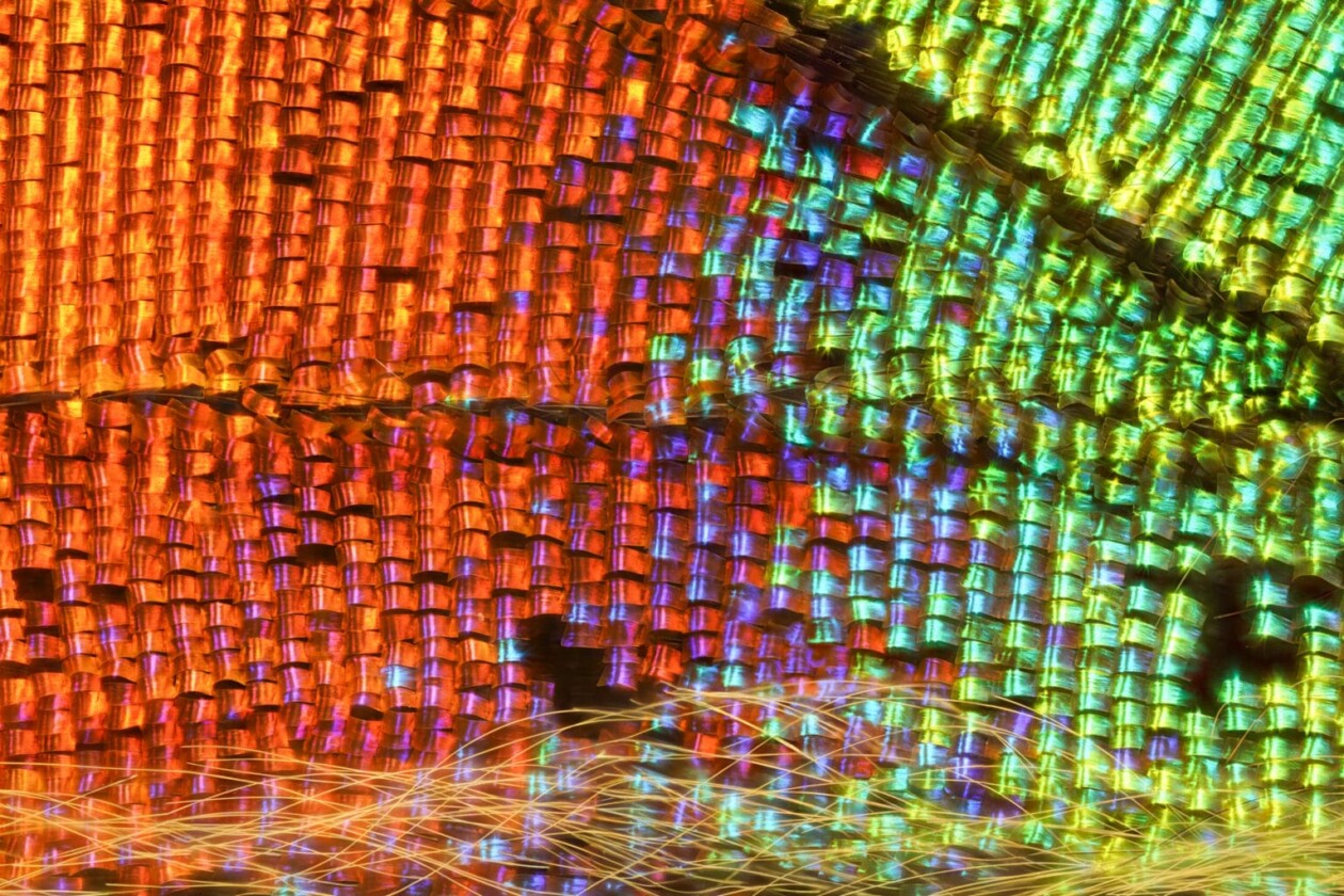 Macro Photos Of Insect Wings By Chris Perani (4)