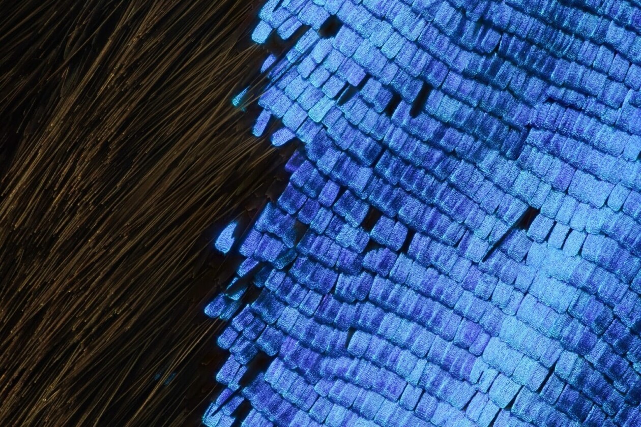 Macro Photos Of Insect Wings By Chris Perani (5)