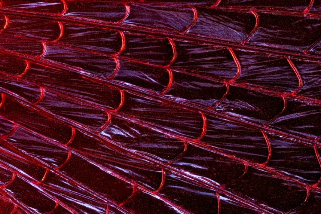 Wing Visual Chris Perani: prismatic insect wing macro photography