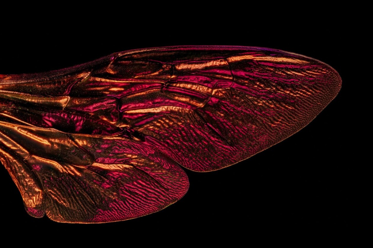 Macro Photos Of Insect Wings By Chris Perani (7)