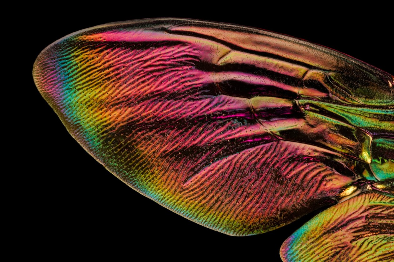Macro Photos Of Insect Wings By Chris Perani (8)